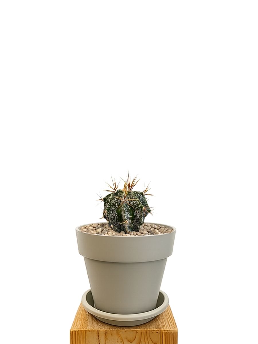 Pflanzkit 16 Sand